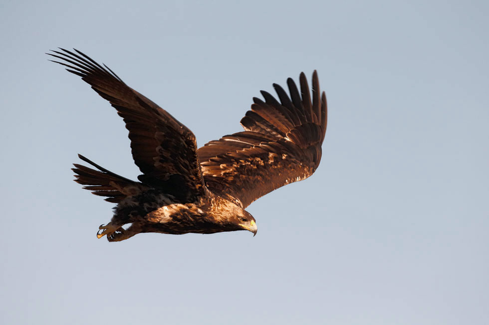 Imagen 17 de la galería de Águila Imperial - Imperial eagle